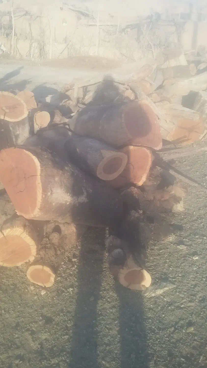 خرید و برش انواع چوب باغی|خدمات باغبانی و درختکاری|قائن, |دیوار