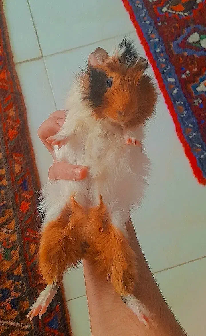 خوکچه هلندی|موش و خرگوش|تبریز, |دیوار