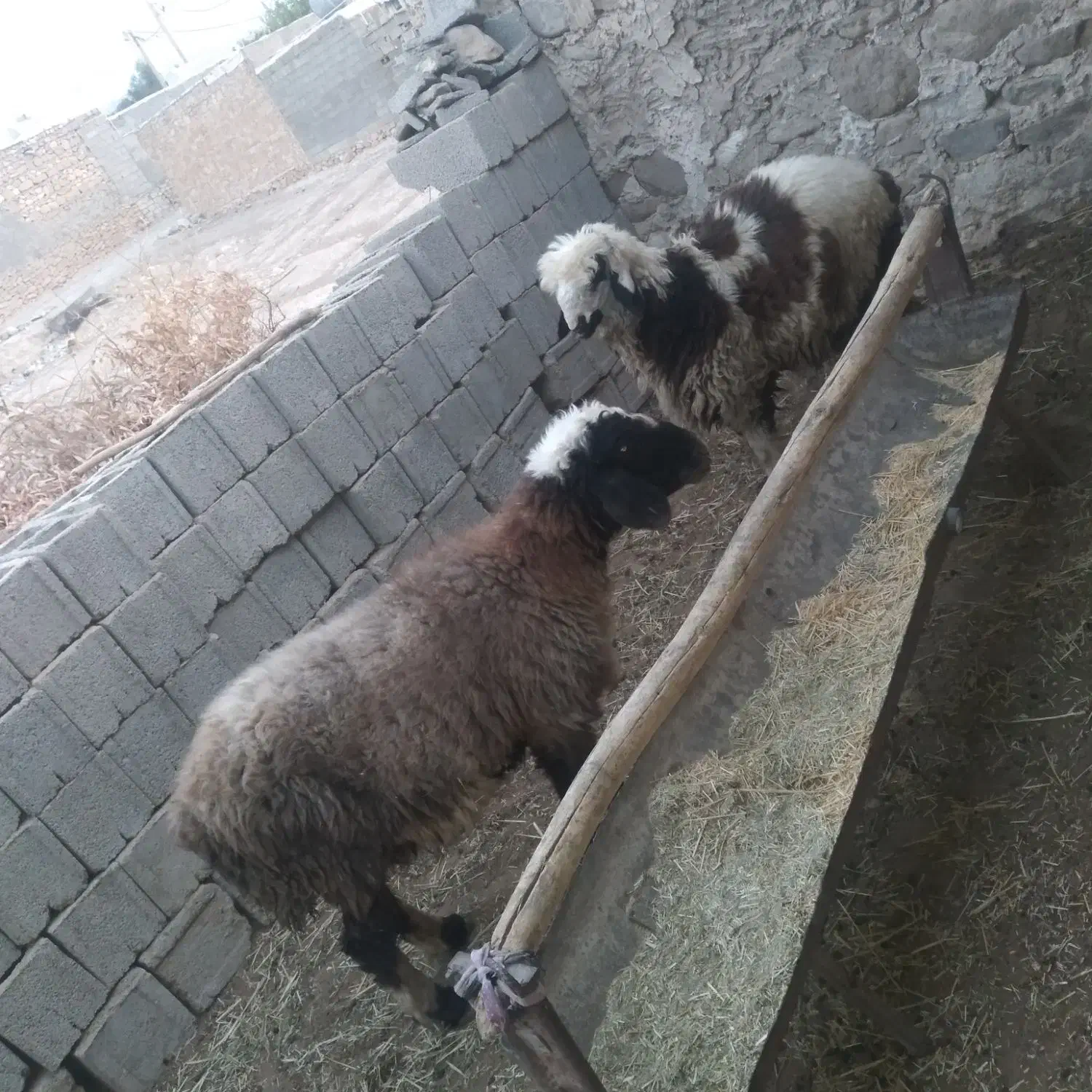 بره نر|حیوانات مزرعه|لنده, |دیوار