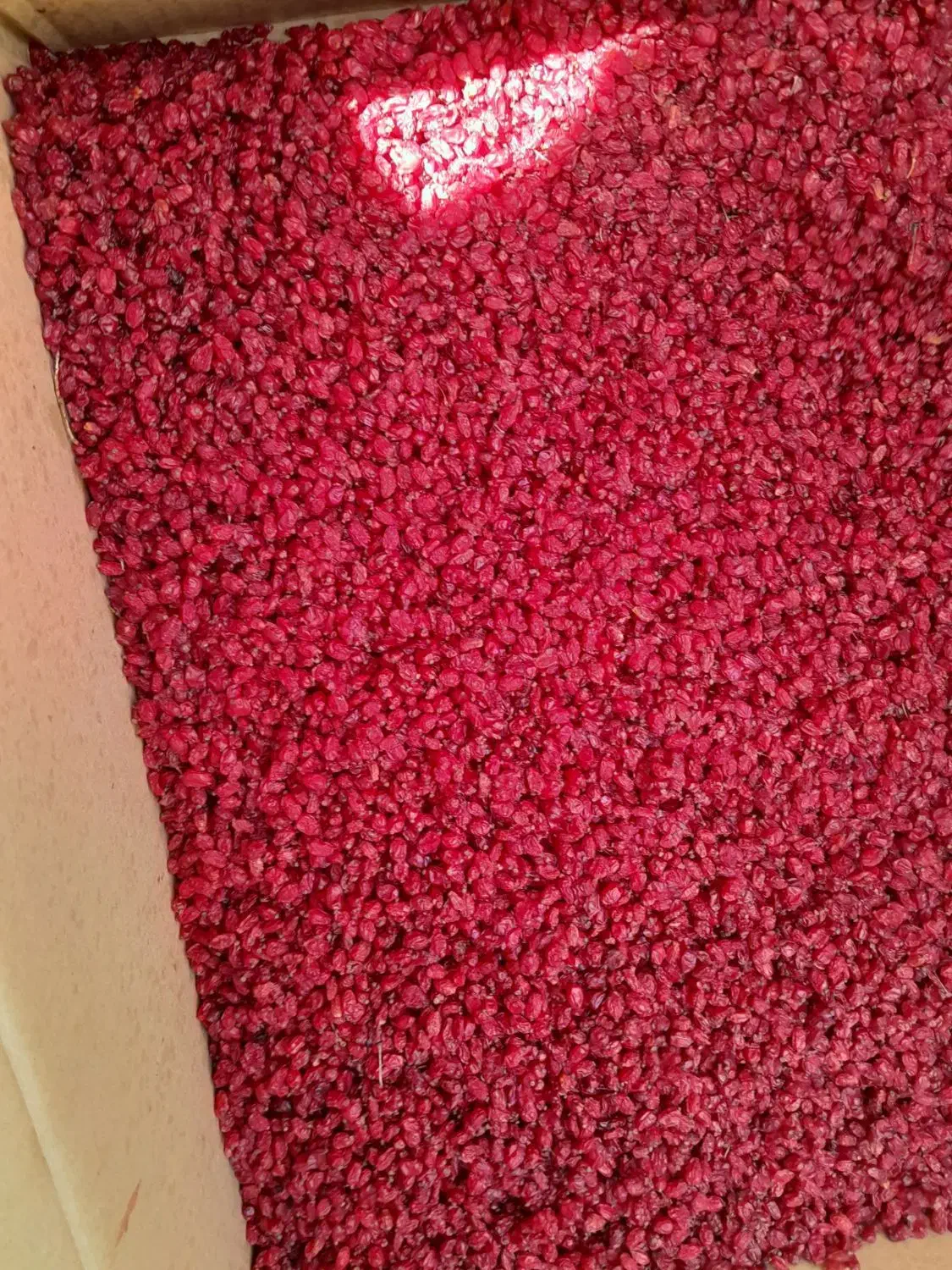 محصولات کشاورز نمونه|خوردنی و آشامیدنی|بانه, |دیوار