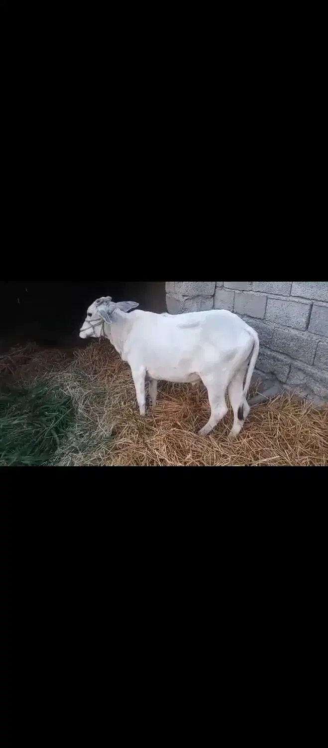 فروش فوری مشتریان قیمت شکاری زدم فقط خریدار بیاد|حیوانات مزرعه|ساربوک, |دیوار