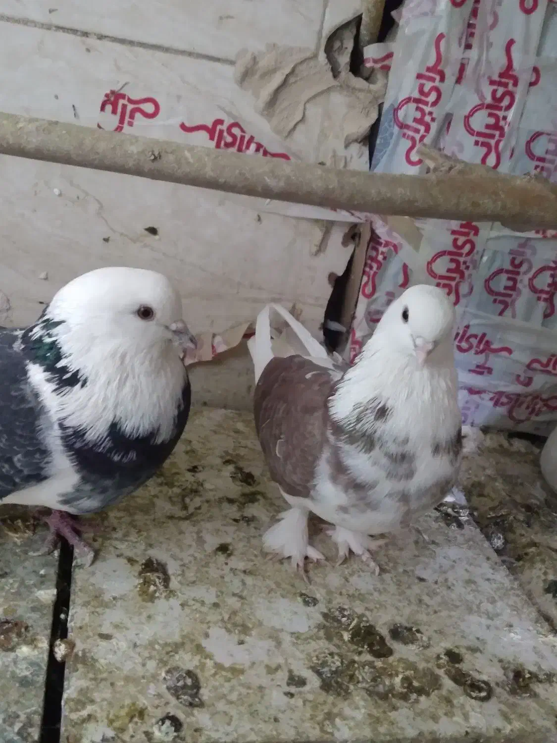 کفتر  فروشی|پرنده|قم, علی آباد سعدگان|دیوار