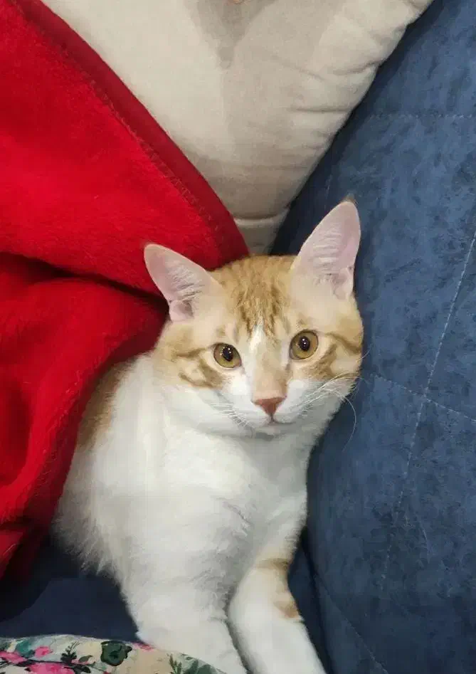 واگذاری|گربه|شیراز, فضل‌آباد|دیوار