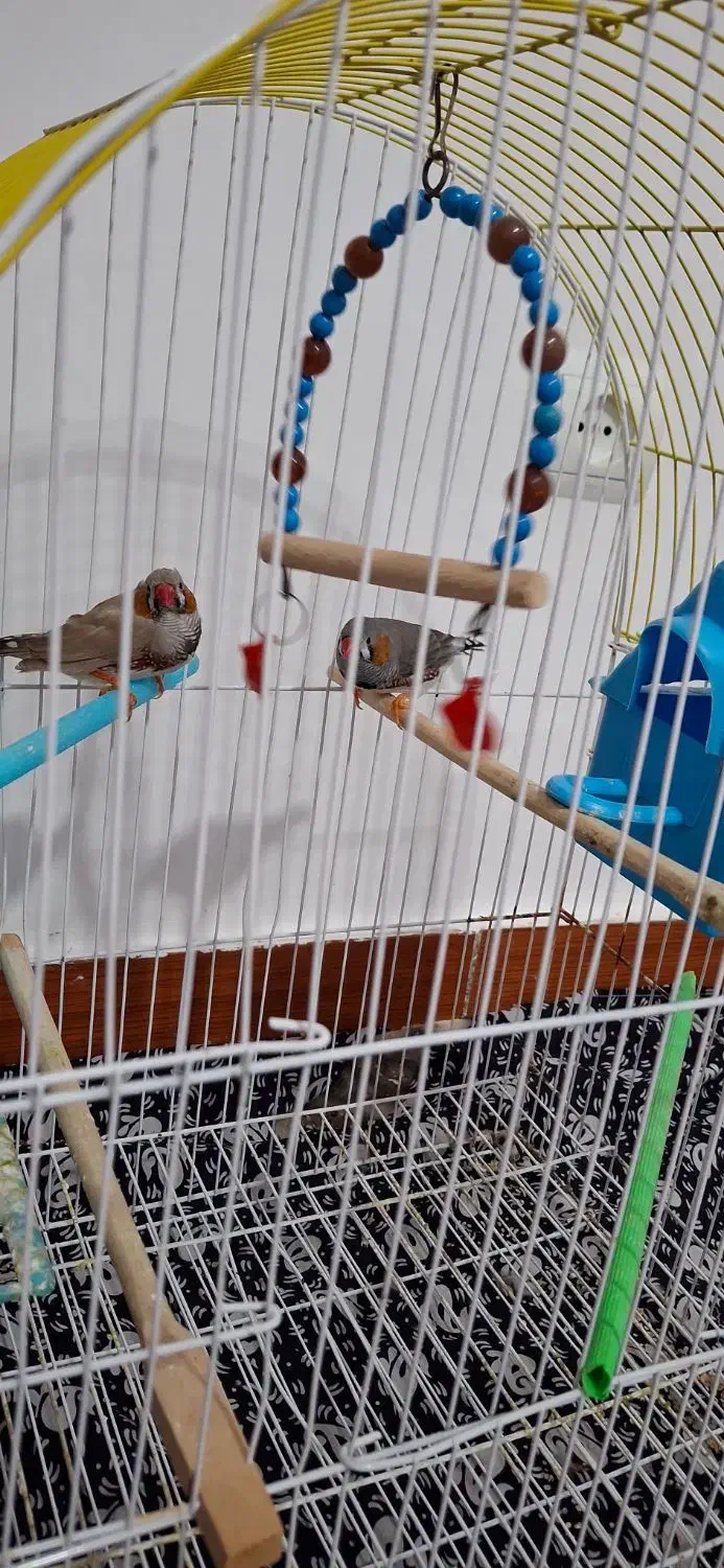 پرنده|پرنده|مهربان, |دیوار