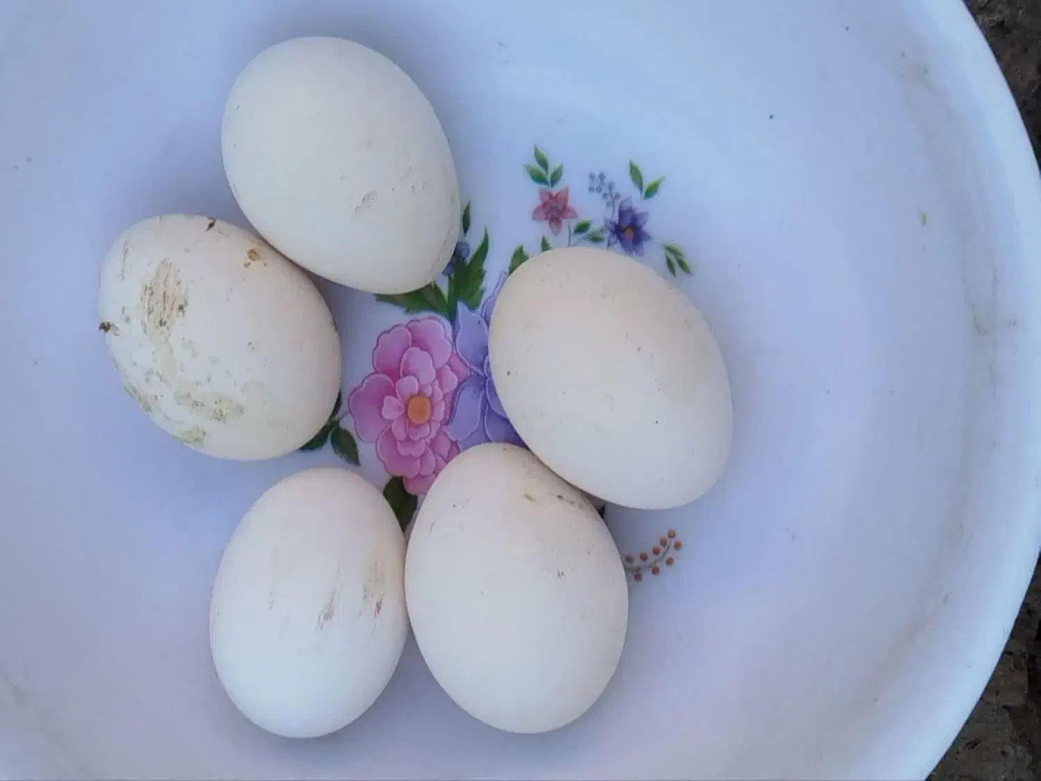 تخم مرغ برهما|حیوانات مزرعه|مهریز, |دیوار