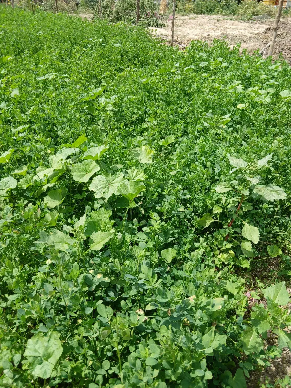 یونجه|گل و گیاه طبیعی|شوشتر, |دیوار