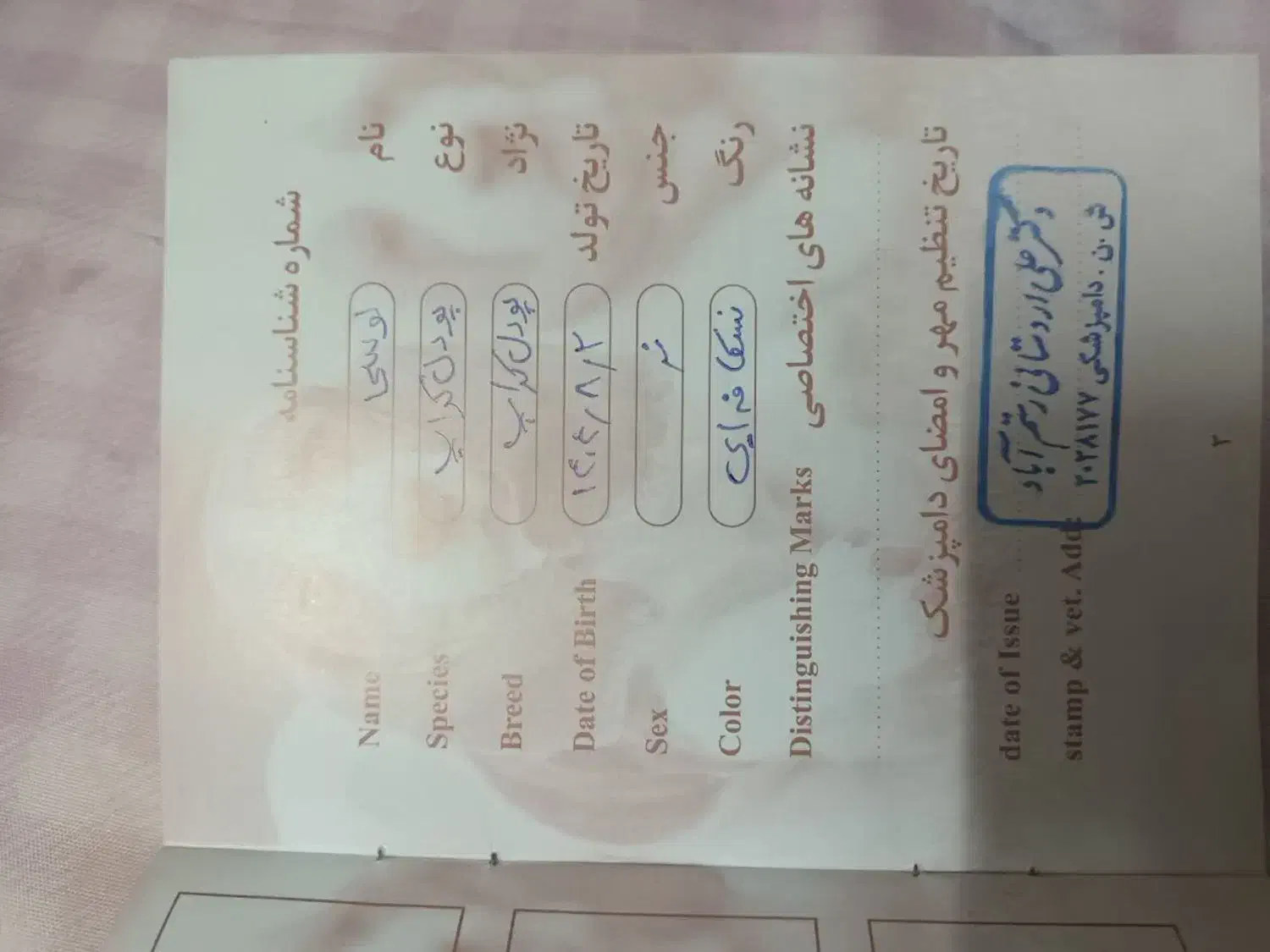 لوسی|سگ|ایوانکی, |دیوار