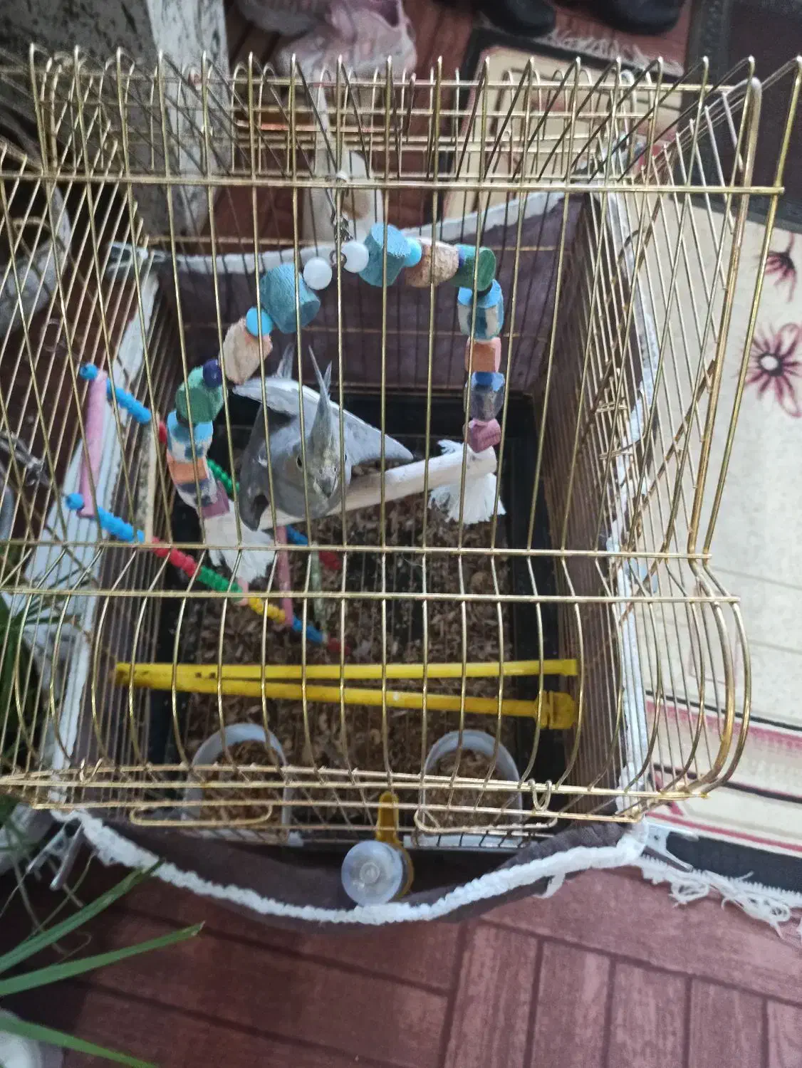 عروس هلندی تنها شده|حیوانات|شهرکرد, |دیوار