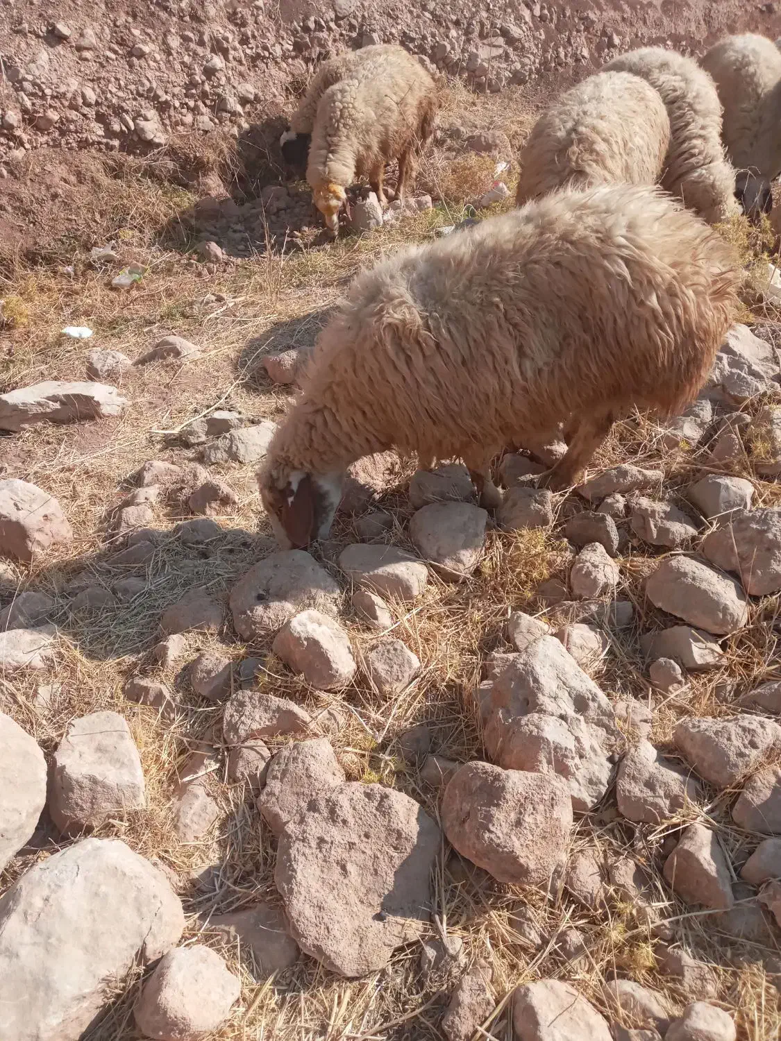 شیشک نازار|حیوانات مزرعه|سیروان, |دیوار