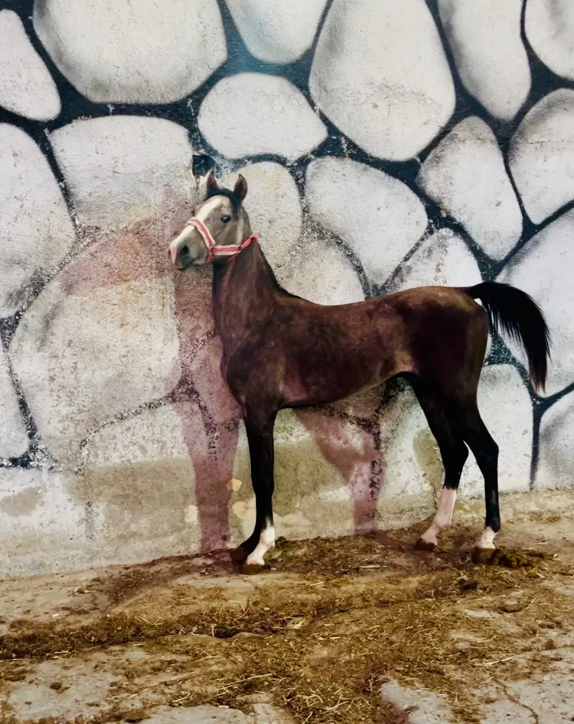 فروش اسب نریان|اسب و تجهیزات اسبسواری|شهریار, شهرک شاهد|دیوار