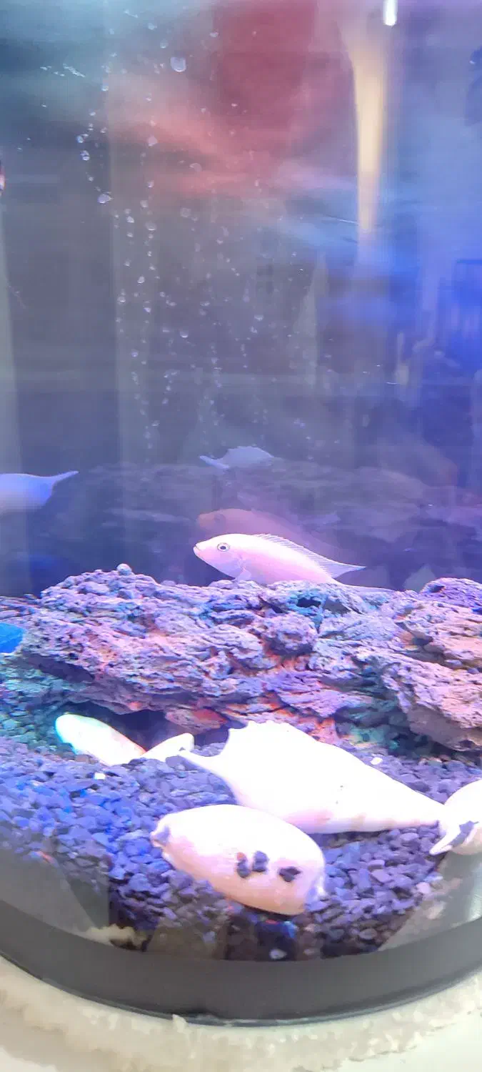 ماهی سیچلاید ماکرو زرد|ماهی|بردسکن, |دیوار