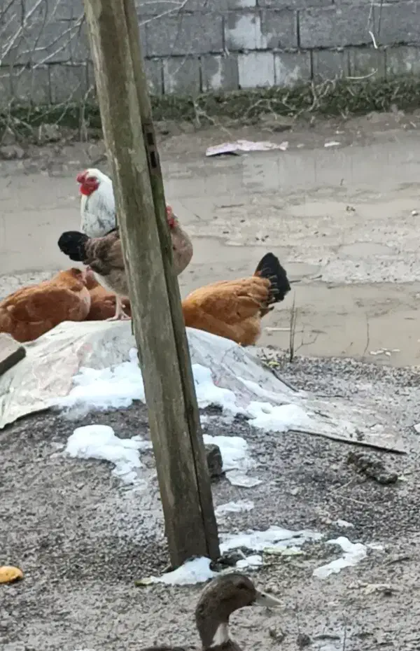 خروس|حیوانات مزرعه|رشت, سیا اسطلخ|دیوار