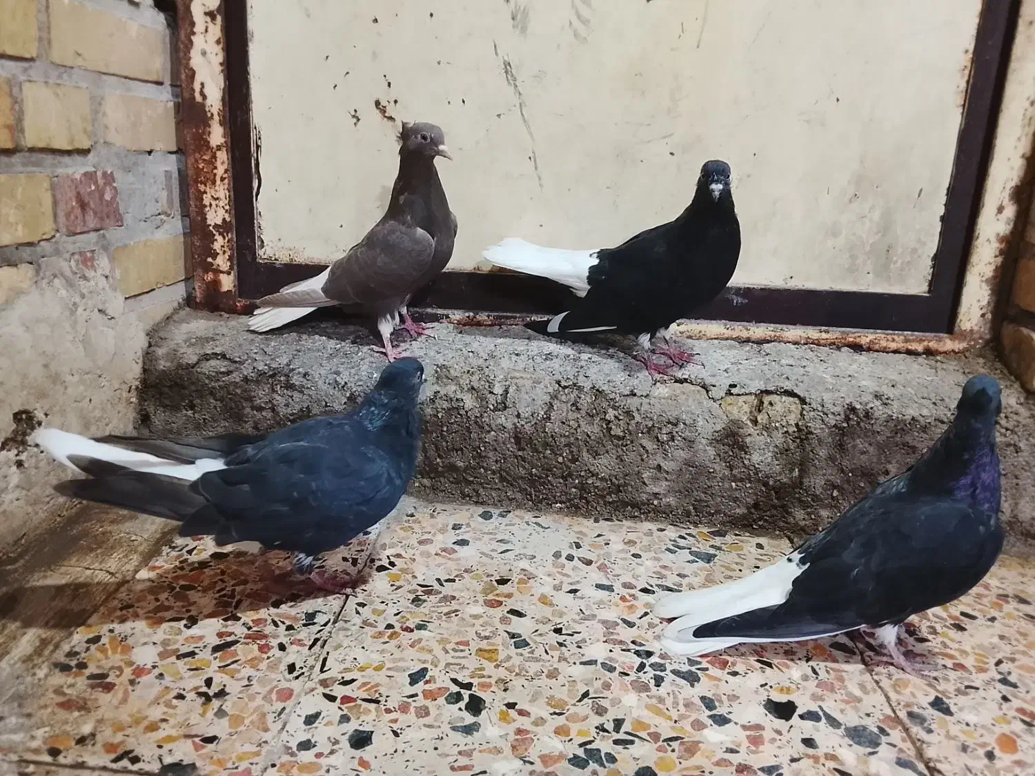 سلام 4عدد دم سفید|حیوانات|اهواز, کوی علوی|دیوار