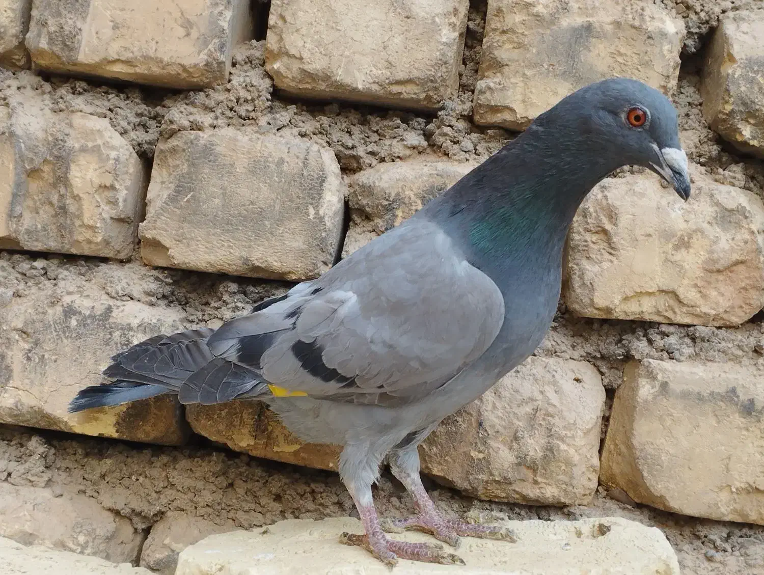 پلاکی جان اردن|پرنده|برخوار, |دیوار