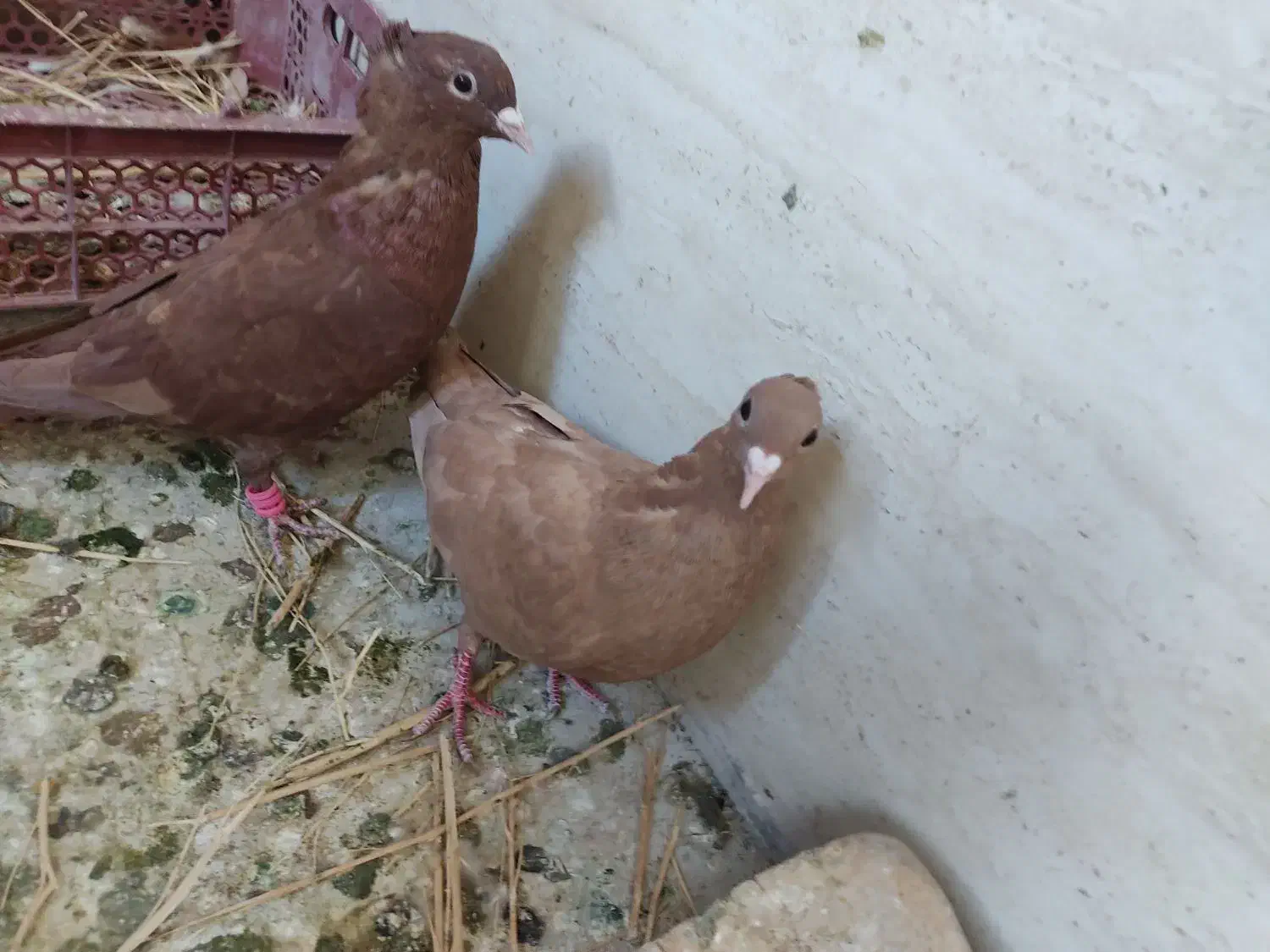 جفت جوانه کرمونی اصیل|پرنده|فرح دشت, |دیوار