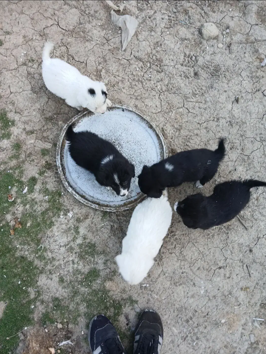 سگ شیتزو|سگ|لاهیجان, بازکیاگوراب|دیوار