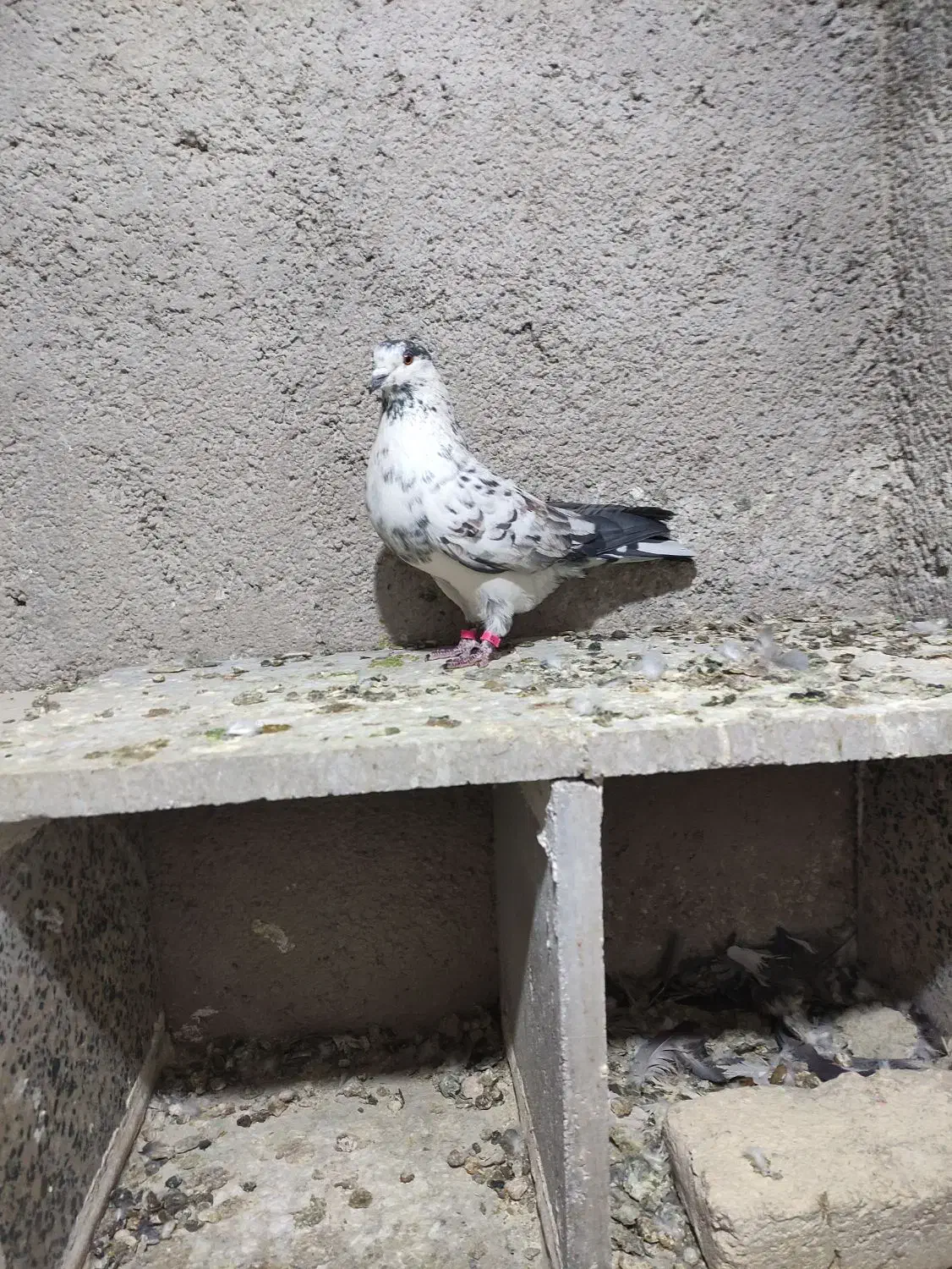 نر سوسکی شکار|پرنده|نجف‌آباد, فیروزآباد|دیوار