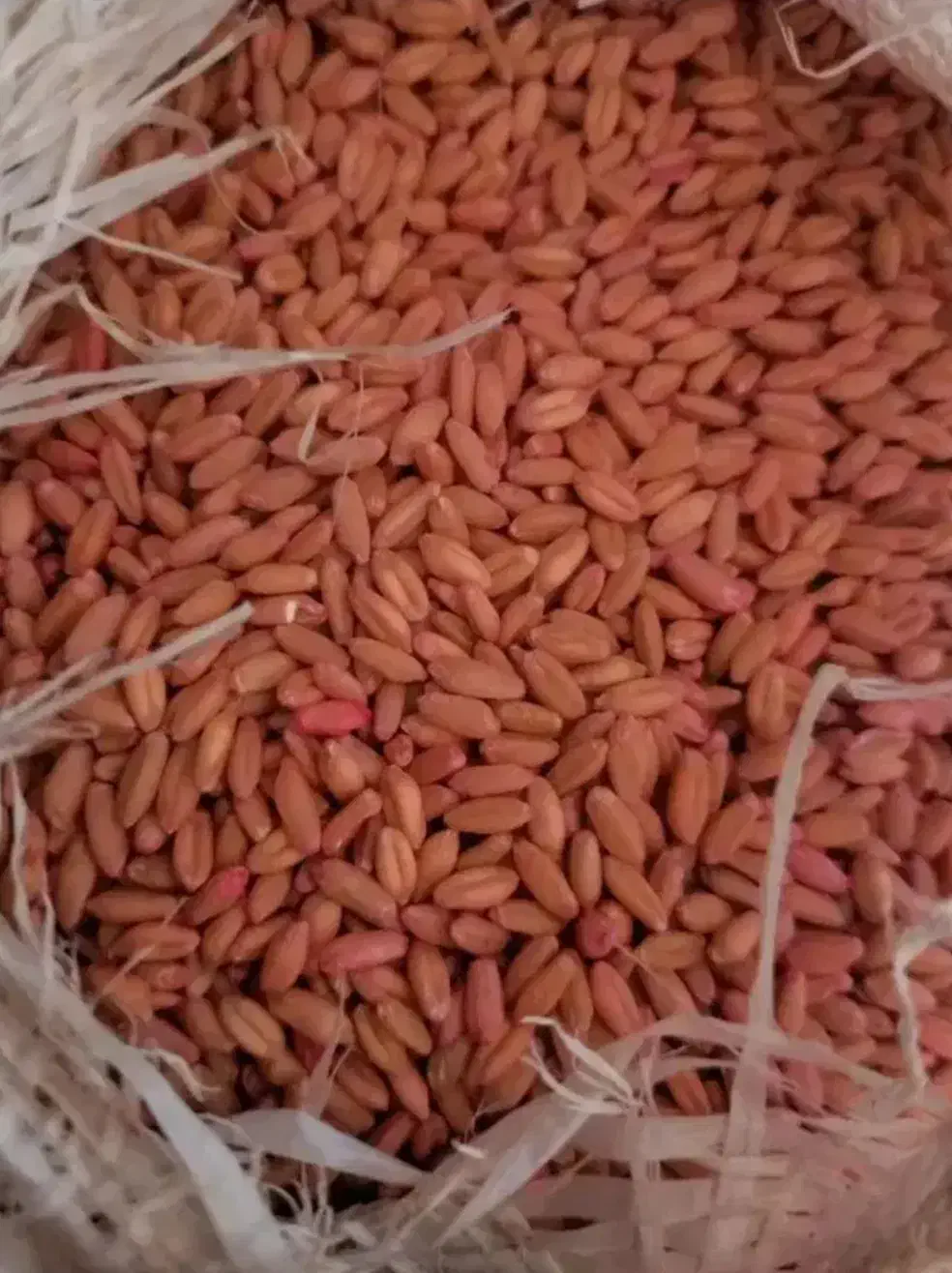 بذر گندم|خدمات باغبانی و درختکاری|دهگلان, |دیوار