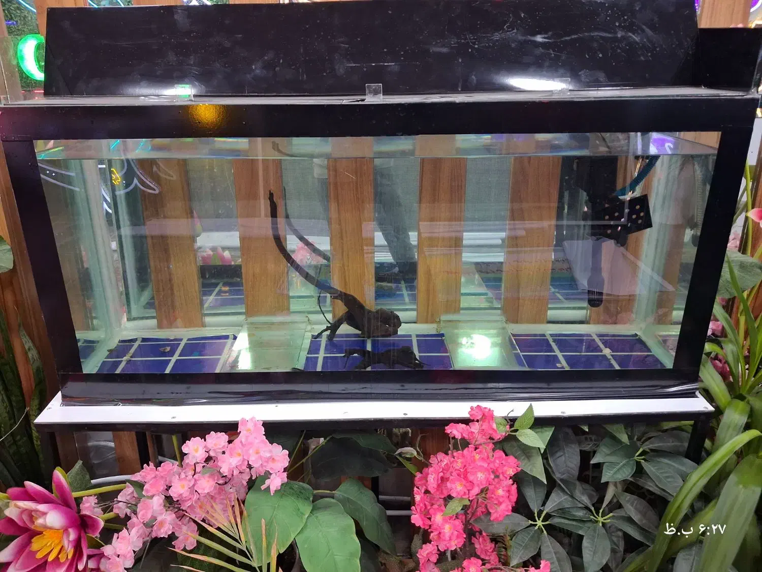 شیشه آکواریوم|ماهی|مرودشت, ژیان|دیوار