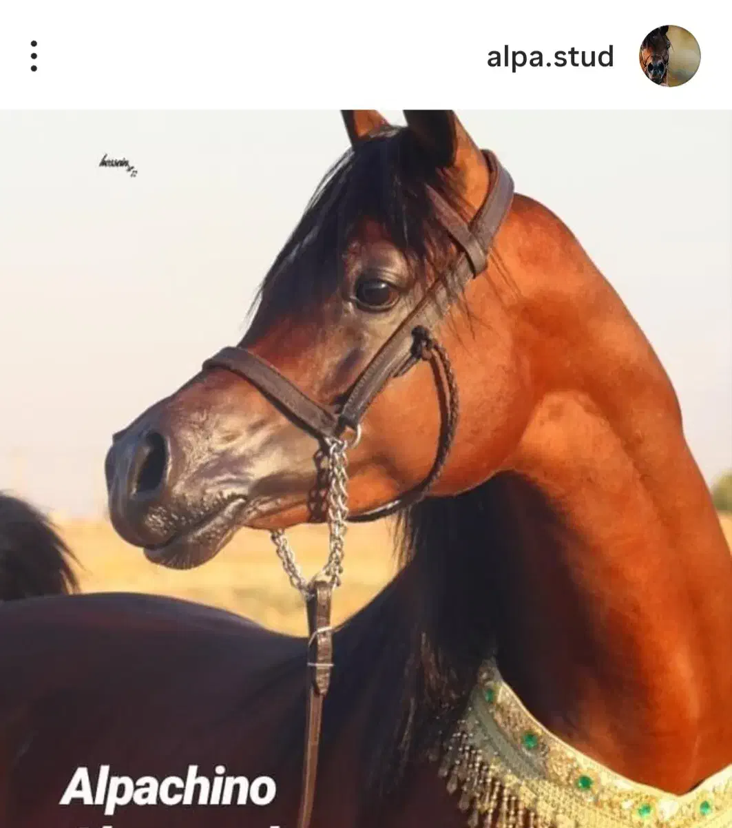 خرید و فروش تخصصی اسب عرب|اسب و تجهیزات اسب‌سواری|اراک, |دیوار