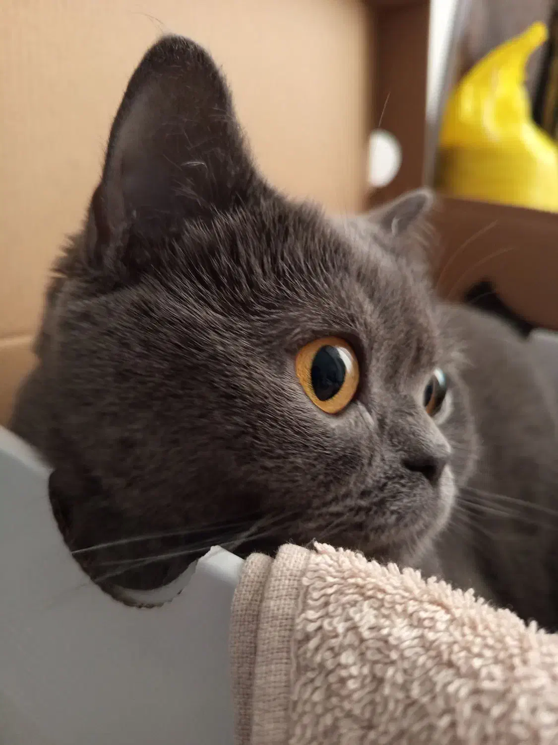 بیریتیش شجره دار|گربه|مشکین‌دشت, |دیوار