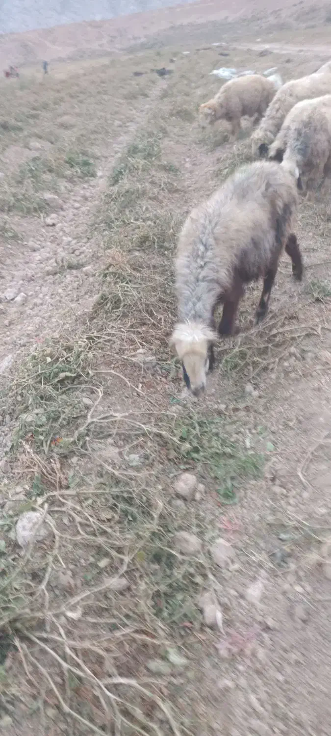 میش و بره|حیوانات مزرعه|درودزن, |دیوار