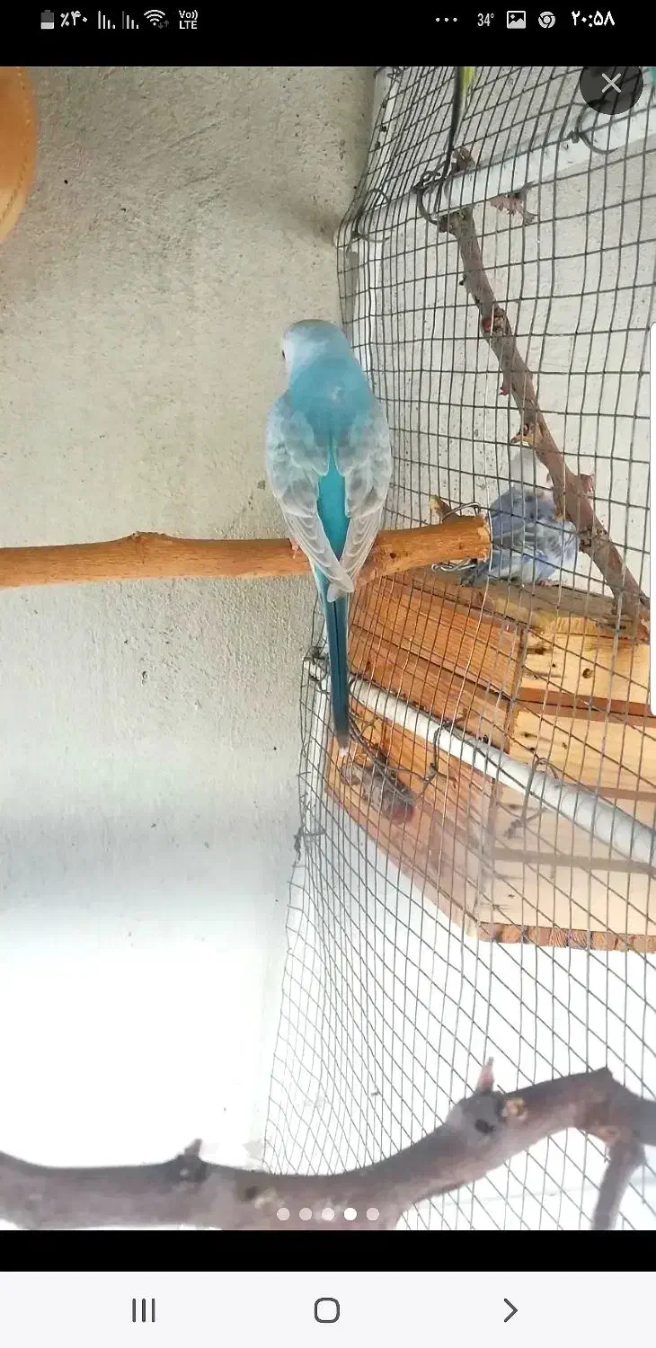 مرغ عشق گمشده|پرنده|شبانکاره, |دیوار