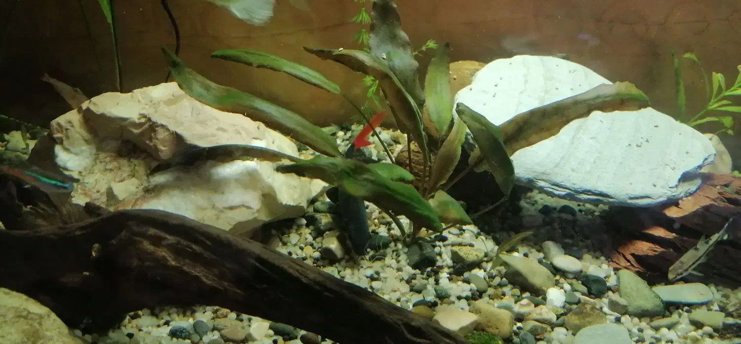 ماهی اکواریوم شارک دم قرمز|ماهی|گرگان, |دیوار