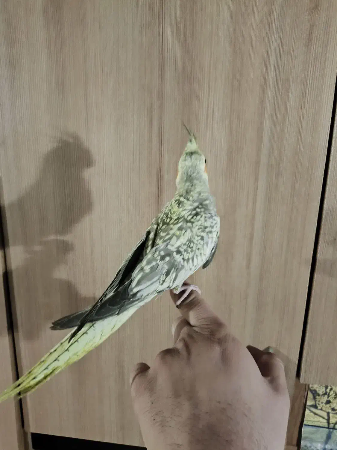 عروس هلندی دو ساعت پیش از خونه فرار کرده|حیوانات|مشهد, شهرک امام هادی (شهرک غرب)|دیوار