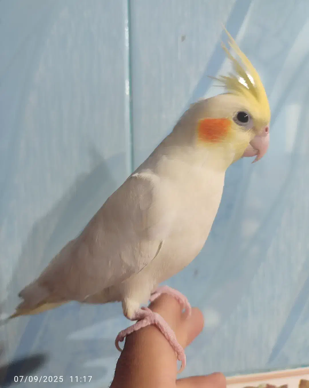 عروس هلندی|پرنده|اهواز, کوی صادقیه|دیوار