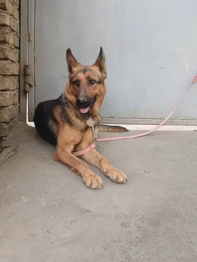 توله سگ ژرمن|سگ|قرچک, پارس سرام|دیوار