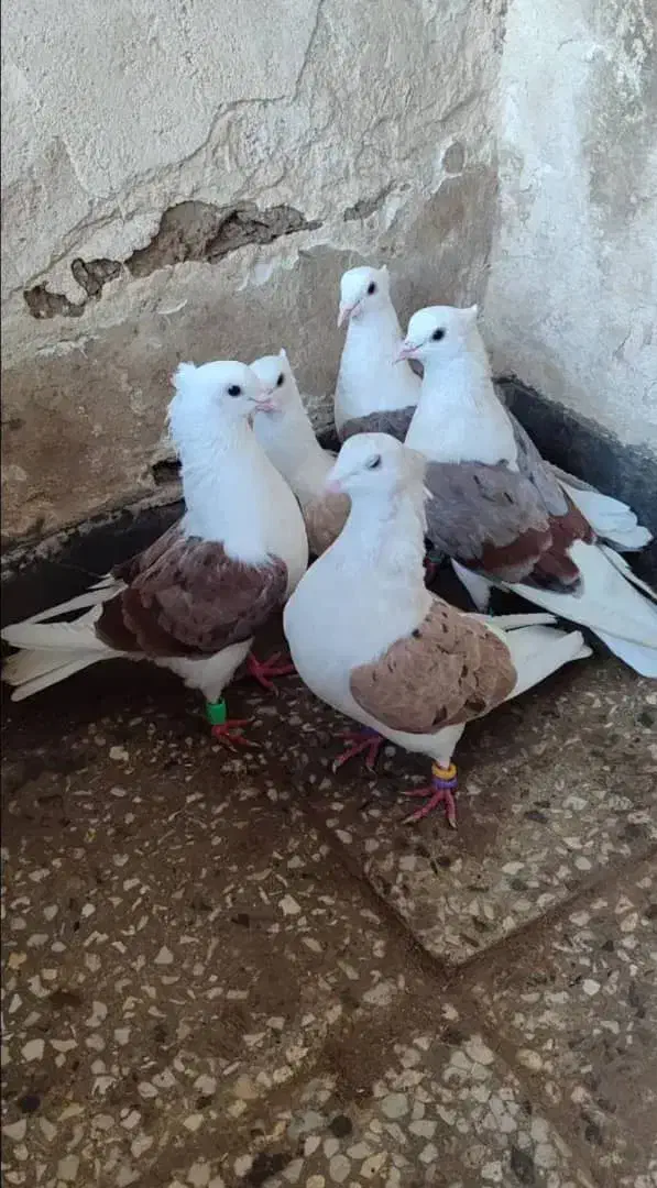 کبوتر دوکت|پرنده|شادگان, |دیوار