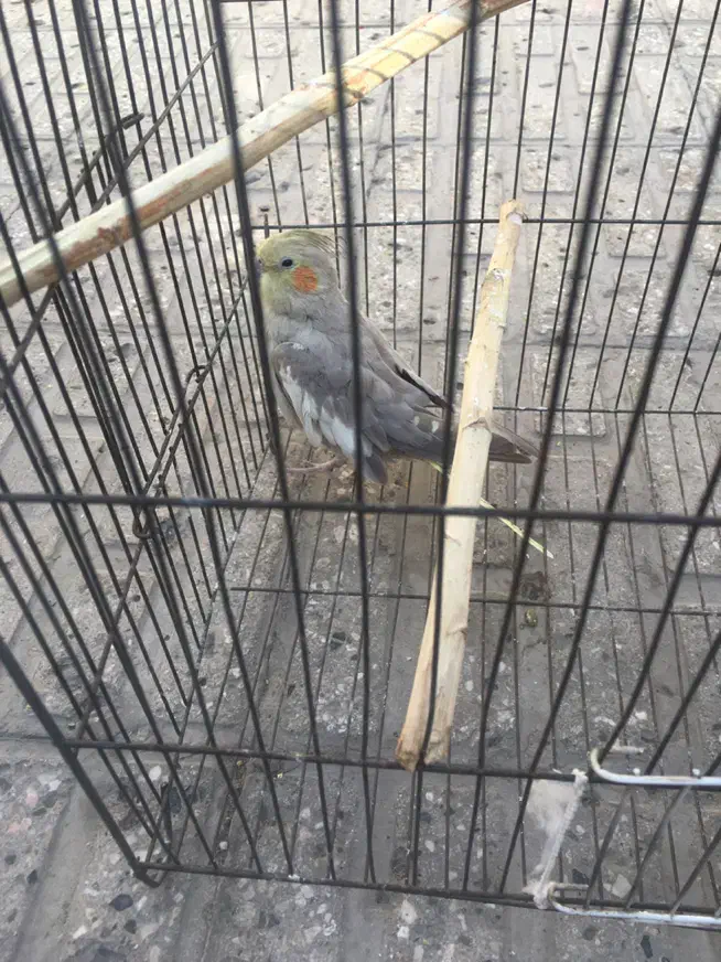 عروس هلندی معاوضه|پرنده|تهران, مشیریه|دیوار