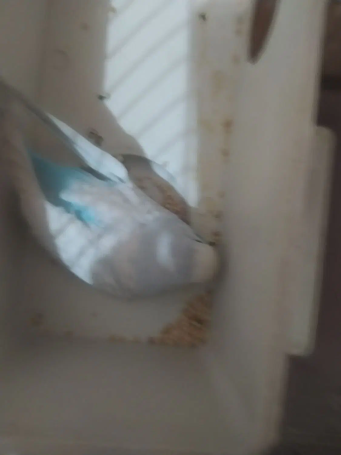 مرغ عشق|پرنده|لردگان, |دیوار