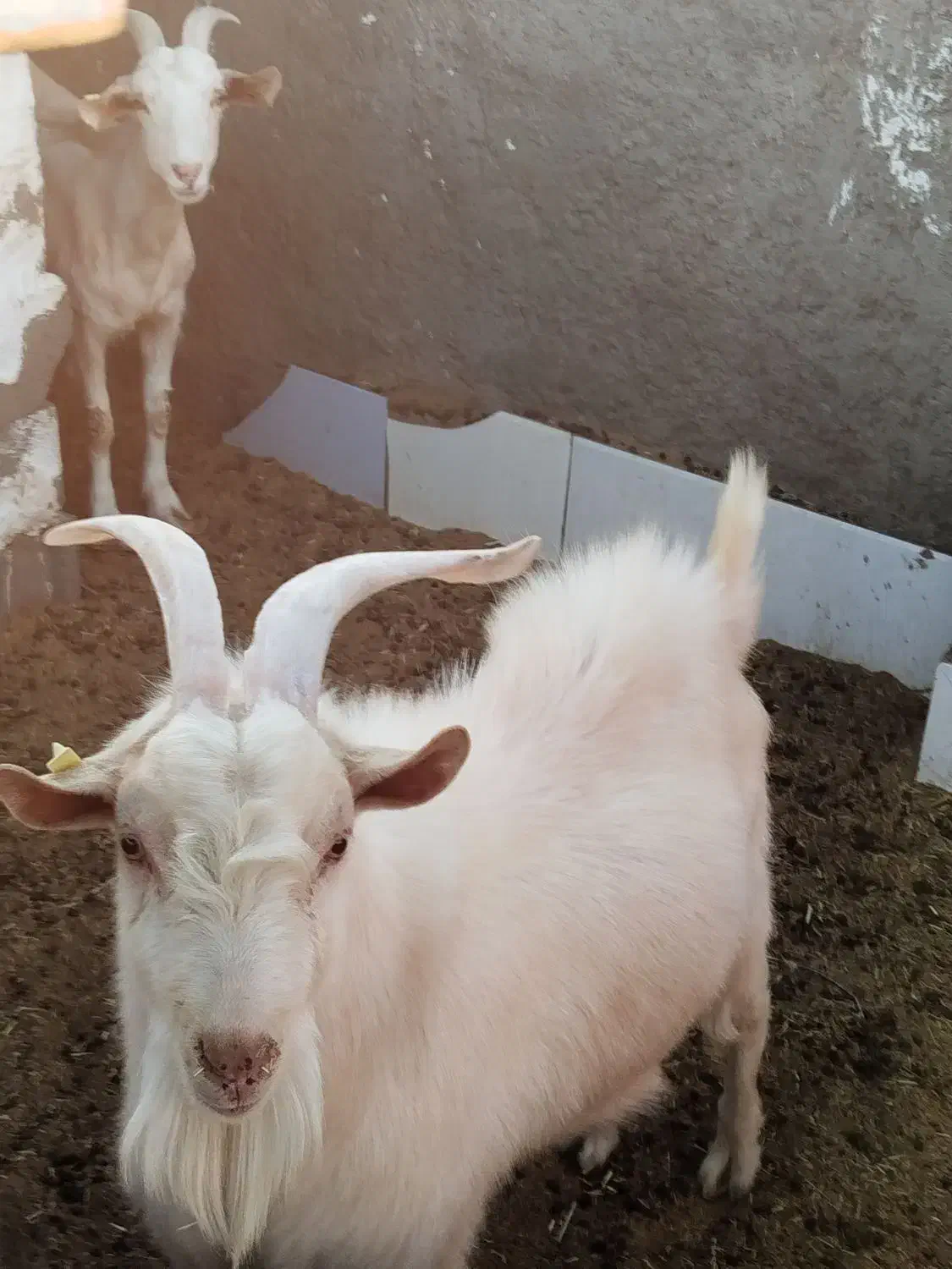 نر بز سانن|حیوانات مزرعه|بیرجند, |دیوار