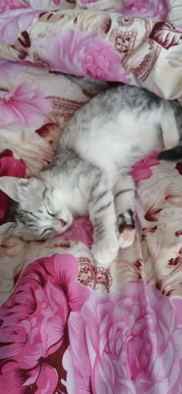 گربه|گربه|سراب, |دیوار