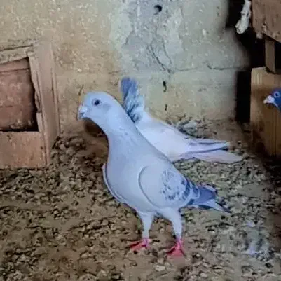 ریش کاکل کله ناب|پرنده|چابهار, |دیوار