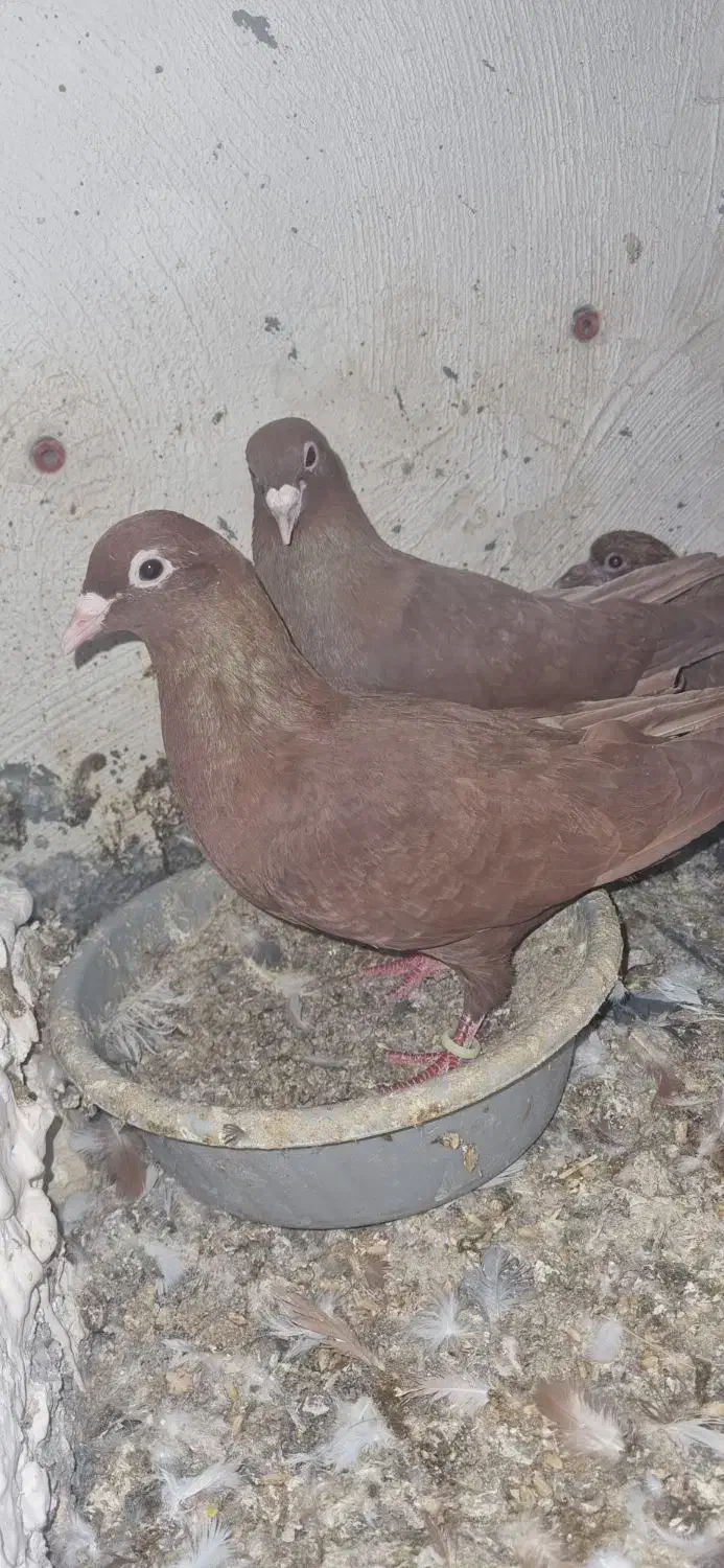 سرخ کرمونی|پرنده|تربت‌حیدریه, رباط سفلی|دیوار