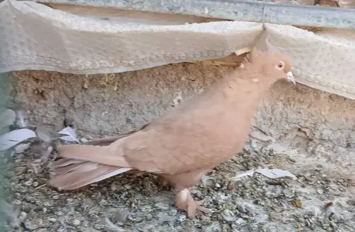 3کبوتر|پرنده|بهبهان, |دیوار