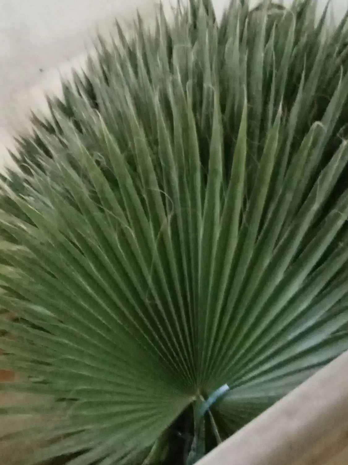 برگ پالم طبیعی|گل و گیاه طبیعی|شیرود, |دیوار