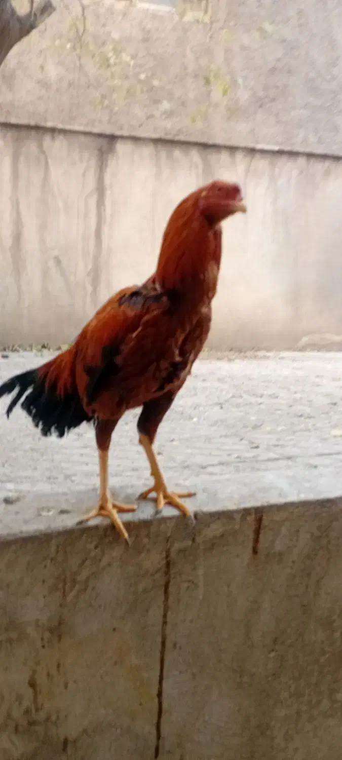 خروس|حیوانات مزرعه|تهران, شهرک ولیعصر جنوبی|دیوار