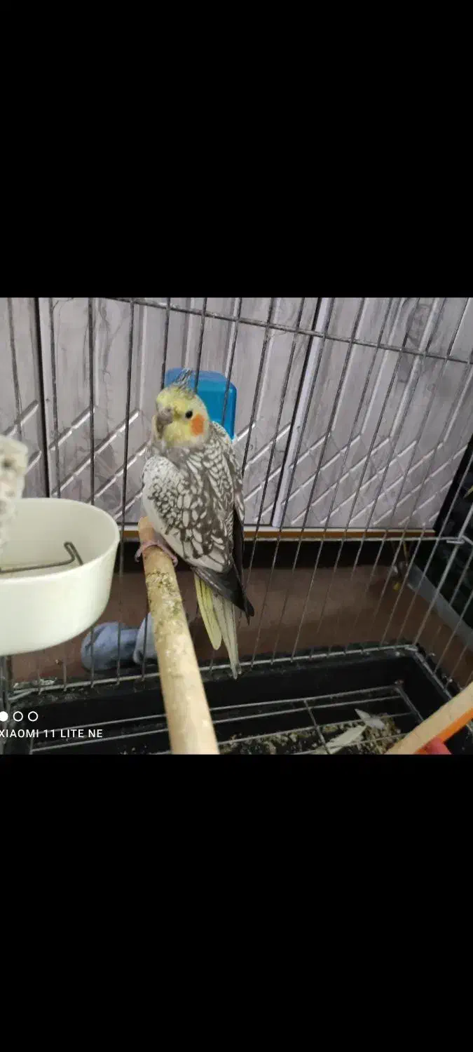 طوطی عروس پیدا شده الوند|پرنده|الوند, |دیوار