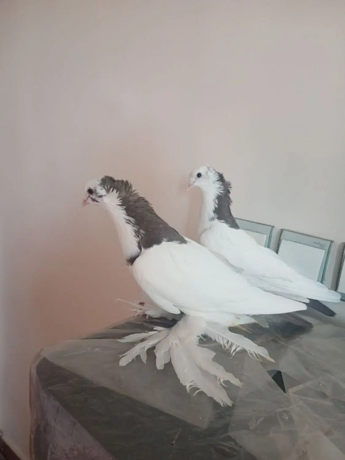 بوینی گولی|پرنده|تبریز, |دیوار