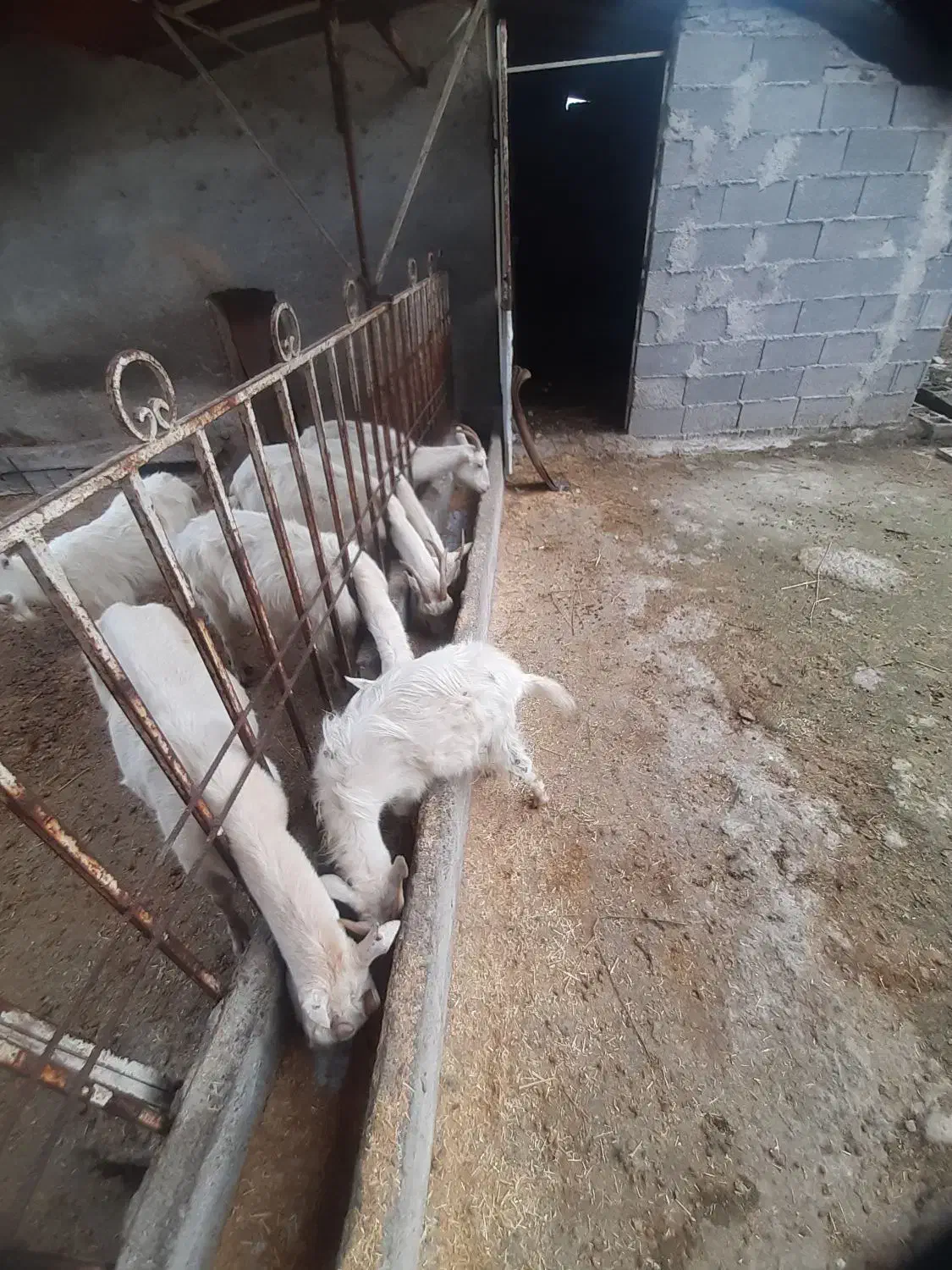 بزسانن|حیوانات مزرعه|تولم شهر, |دیوار