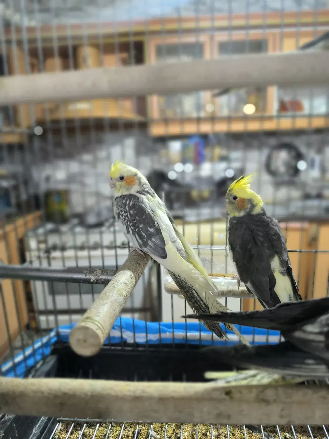 عروس هلندی|پرنده|اصفهان, محمودیه|دیوار