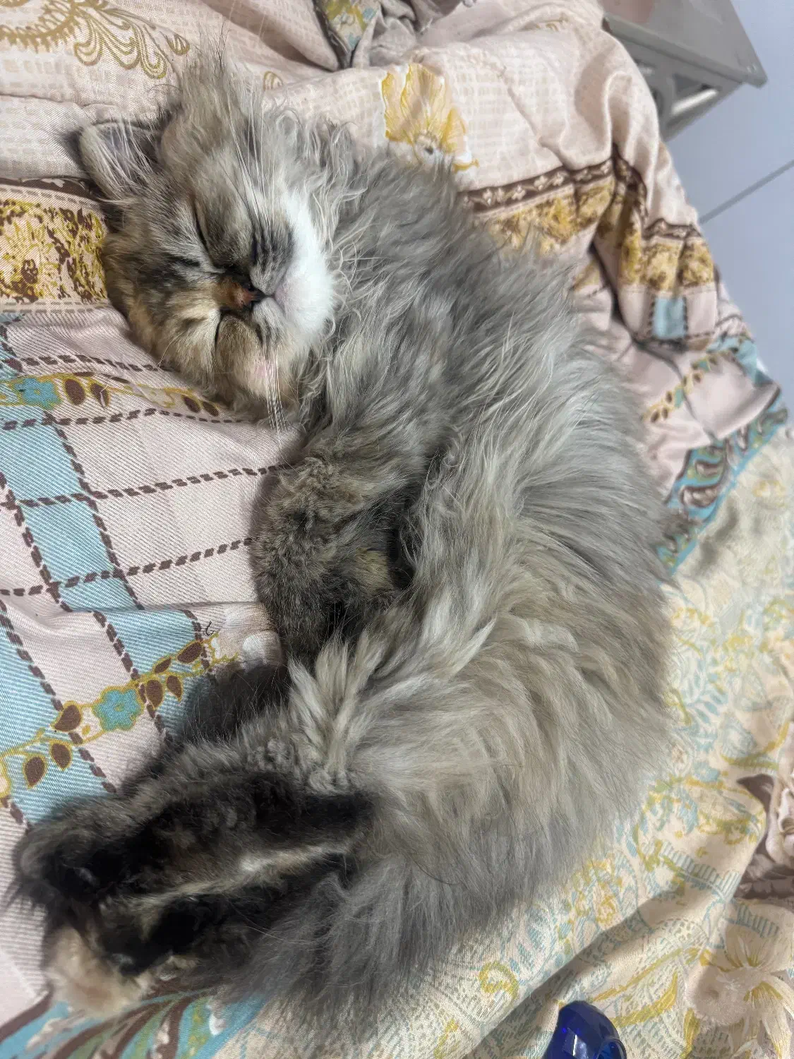 واگذاری گربه پرشین|گربه|مهاباد (آذربایجان غربی), |دیوار