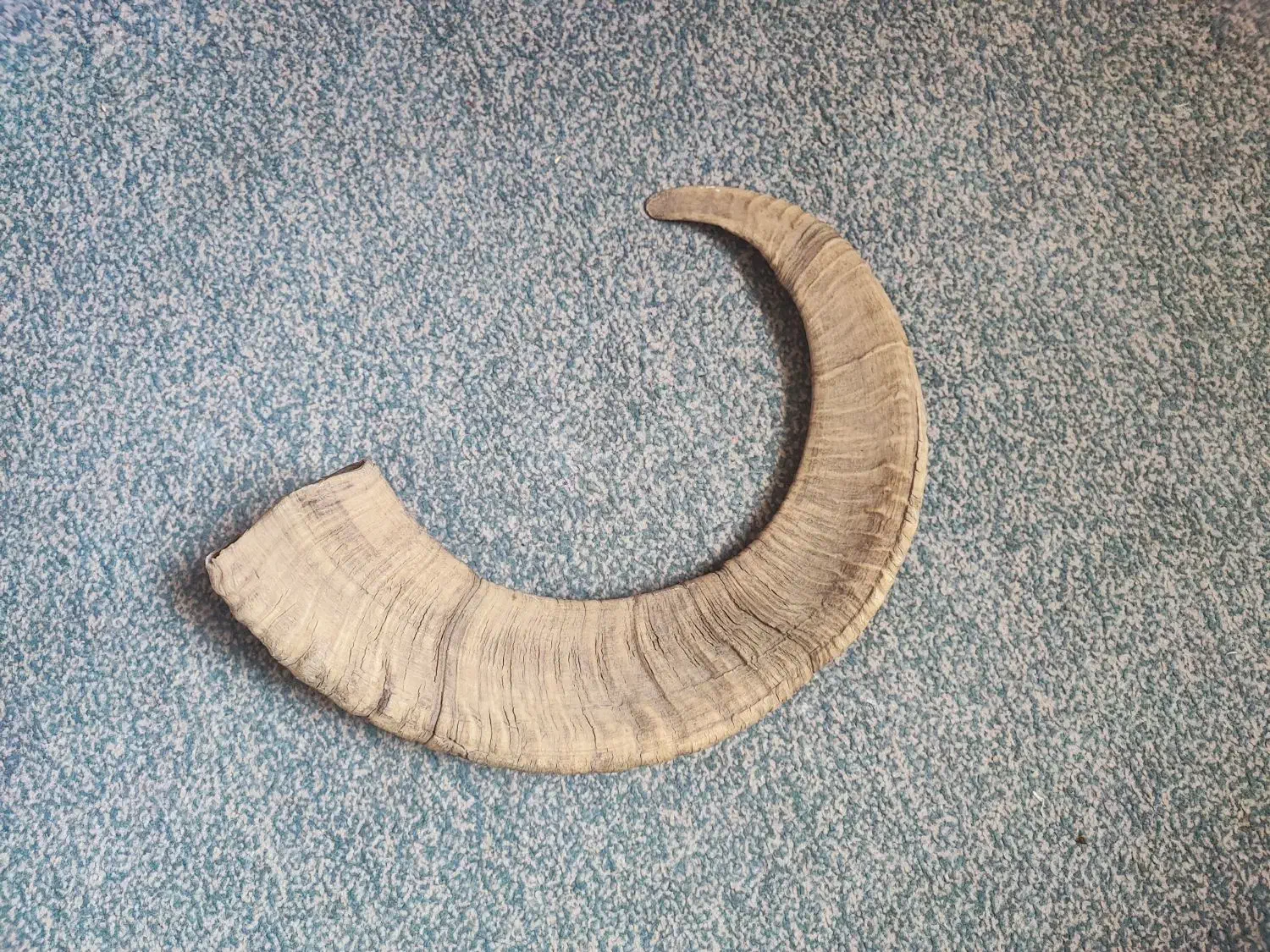 شاخ قوچ کوهی|کلکسیون اشیاء عتیقه|تهران, امام حسین|دیوار