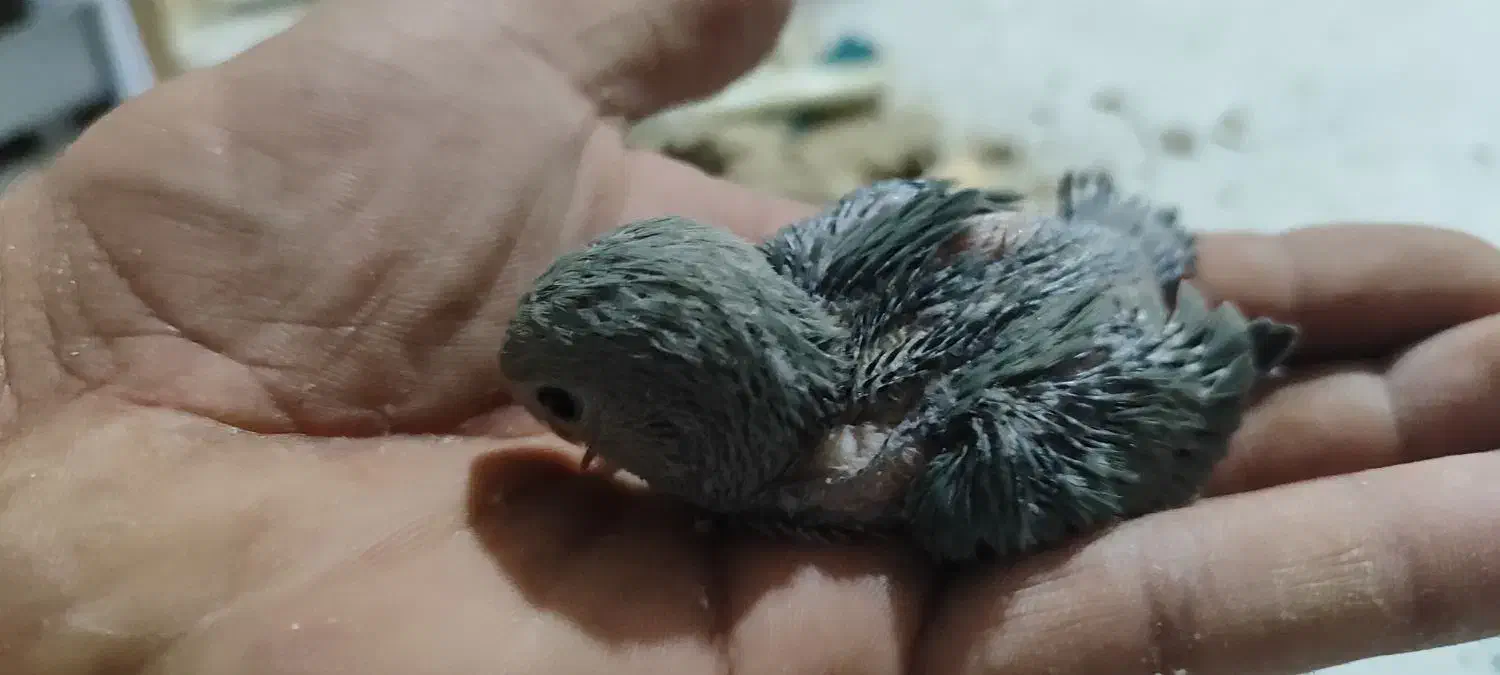 جوجه طوطی کتوله وعروس|پرنده|رفسنجان, |دیوار