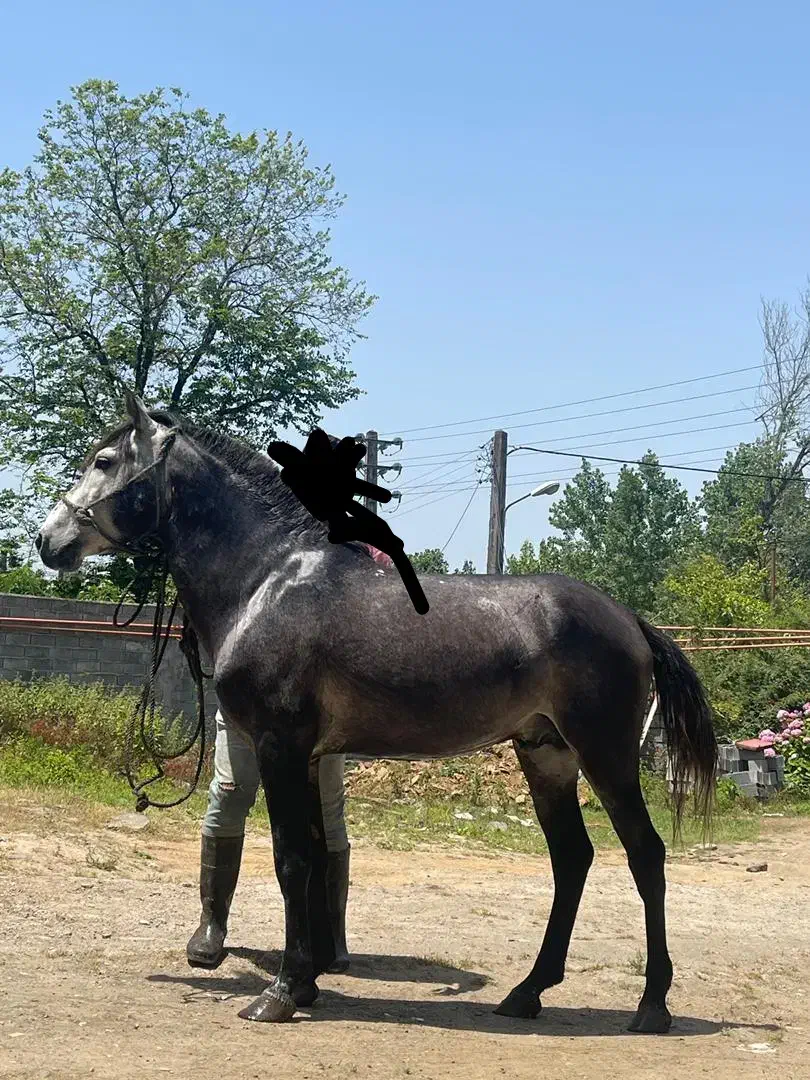 اسب کت وکلفت|اسب و تجهیزات اسبسواری|لاهیجان, حزین|دیوار