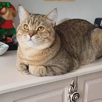 گربه بریتیش|گربه|پاکدشت, شهرک امام رضا|دیوار